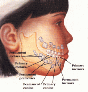 children teeth dentist Melbourne